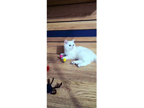 Kaliteli Şampiyon Aile Erkek Yavru British Shorthair