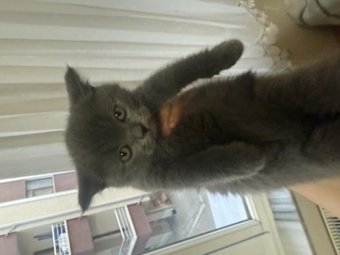 British Shorthair 60 Günlük