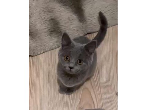 British Shorthair Dişi 2 Aylık