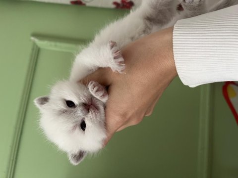 Blue Point Cinsi Bebek Kedimiz