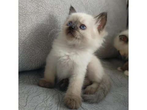 Dişi Ragdoll Yavrumuz Yeni Yuvasını Arıyor