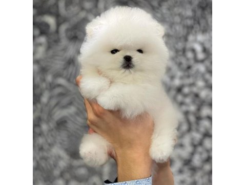 Ayı Surat Pomeranian Boo Yavruları