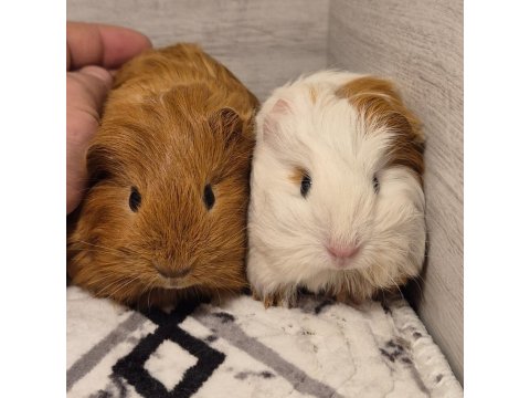 Safkan Guinea Pig Yavrular