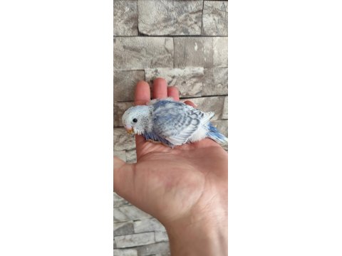 Muhabbet Kuşu Alıştırmalık