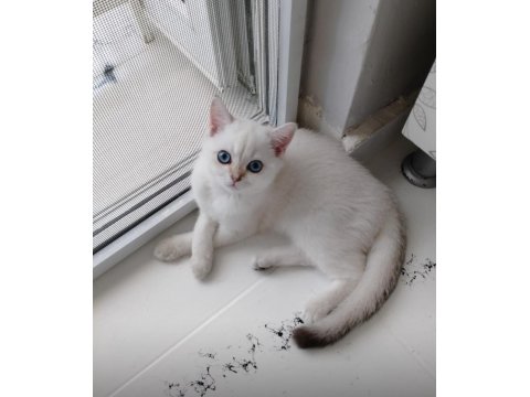 4 Aylık Blue Point British Shorthair