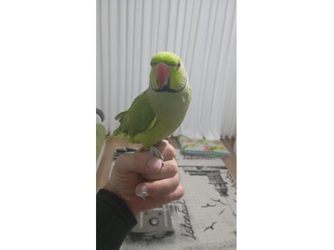 Evcil Çift Pakistan Papağanı Dişi Konuşuyor