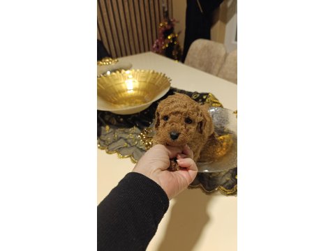Sevimli Irk Toy Poodle