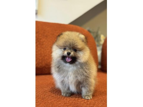 Orange Erkek Pomeranian Boo