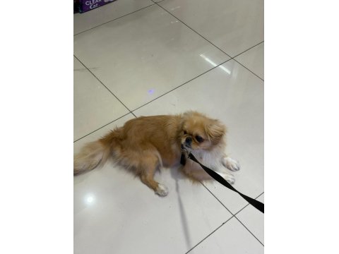 Pekinez Köpeğimiz 9 Aylık