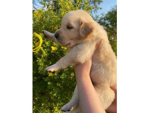 Golden Retriever Yavrular Gelip Görerek Alabilirsiniz Adrese Teslimat Var