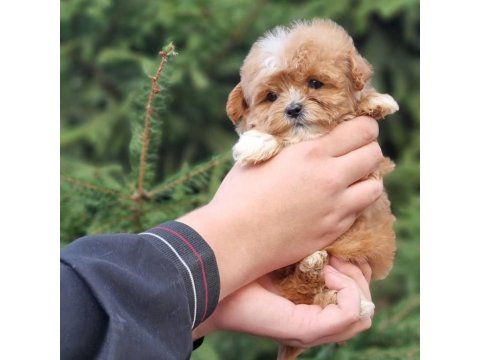 Efsane Maltipoo Yavruları