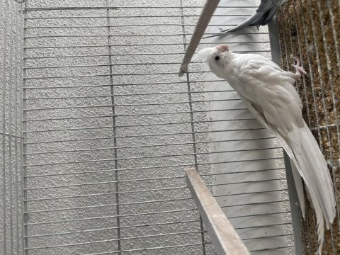 Toplu Mutasyon Sultan Papağanı Takımlar Ve Ekipmanlar