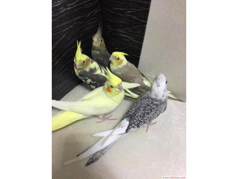 2025 Üst Düzey A Kalite Bebek Yavru Sultan Papağanı Konuşturmalık Full Evcil