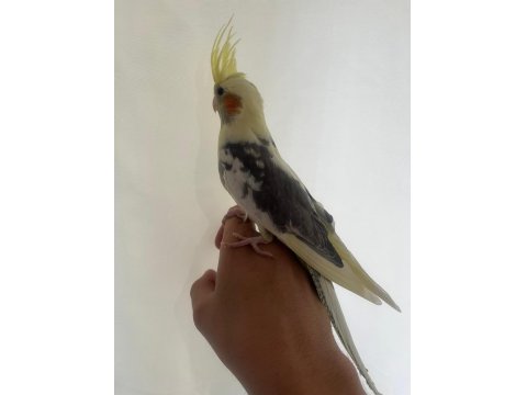 Yavru Mutasyon 45 Günlük El Besleme Sultan Papağanı