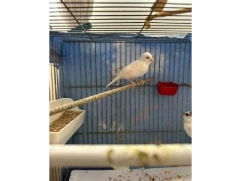 2025 Kız Dişi Beyaz Kanarya