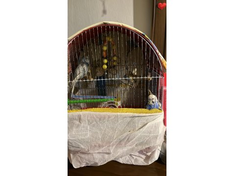 Satılık Çift Muhabbet Kuşumuz