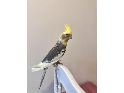 Sultan Papağanlar Sahiplendirilecektir