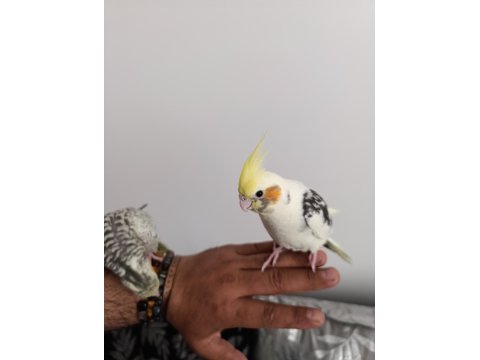 Ele Alışkın Isırma Bilmezler Evcil Çok Güzel Çift Sultan Papağanı