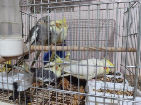 Yeme Düşmüş Yavru Sultan Papağanları