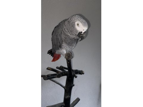 Full Evcil 2.5 Yaşında Oyun Hamuru Gibi Jakomuz