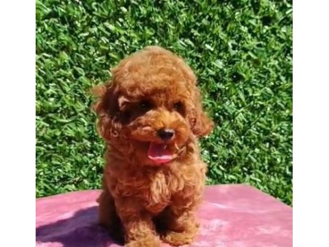 Sevgililer Gününe Özel Toy Poodle Bebeklerimiz