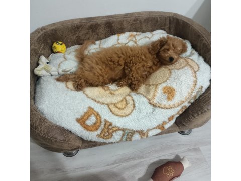 4 Aylık Toy Poodle