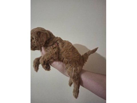 Anne Altından 2 Aylık Poodle Yavrular