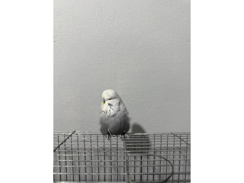 Sağlıklı Muhabbet Kuşlar