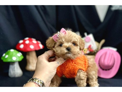 Küçük Boy Minik Maltipoo Bebekler
