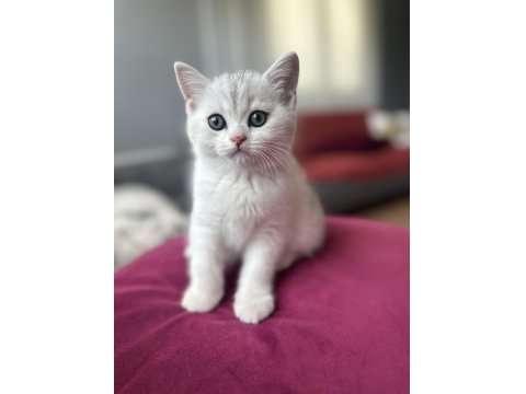 Yavru Erkek British Shorthair