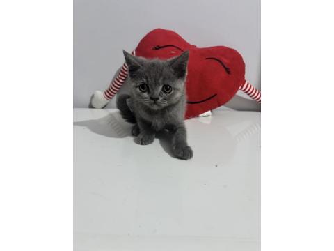 Dişi British Shorthair