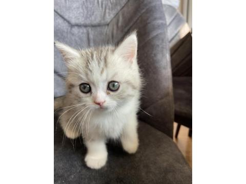 Sahibinden Yavru Chinchilla Yavrusu