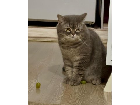British Shorthair Kedimiz Ceyar