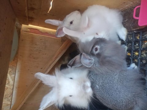 Ücretsiz Sahiplendirilecek Tavşanlar