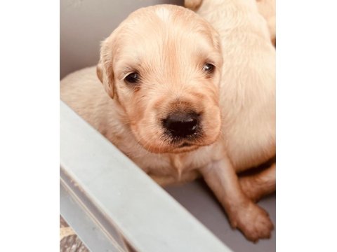 Golden Retriever Sevgi Dolu Sadık Dostunuz