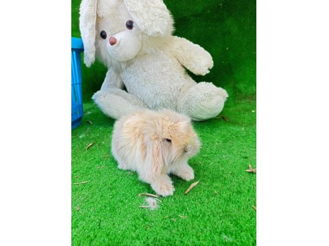 Hollanda Teddy Lop Tavşanı