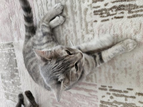 Bu British Shorthair Melezi Olan Güzelliği Kim Sahiplenmek İster?