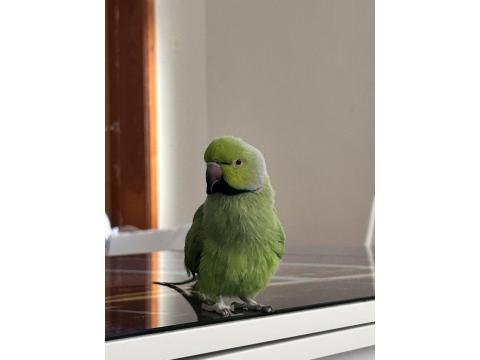 Erkek Pakistan Papağanı