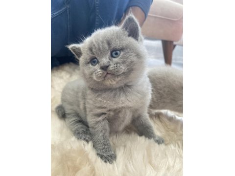 Ayı Surat British Shorthair