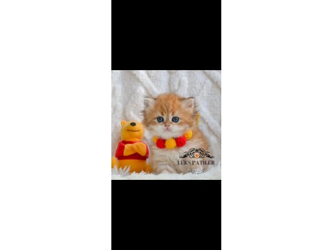 Altın Saçlı Golden British Longhair Ny12