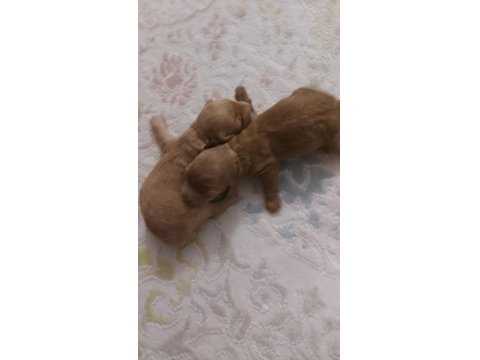 Orijinal Poodle Yavrular