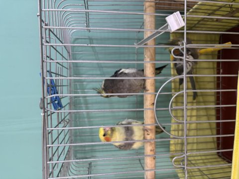 40 Günlük Sultan Papağanı Yavrular