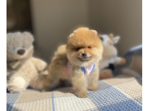 Ayı Surat Pomeranian Boo Köpek Yavruları