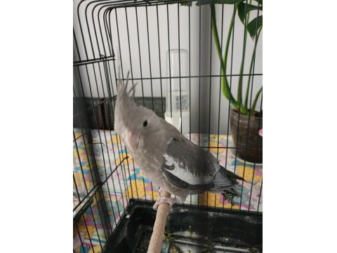 Konuşan Yavru Sultan Papağanı