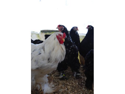 Black Modled Brahma Kuluçkalık Yumurta