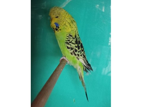 Jumbo Muhabbet Kuşu