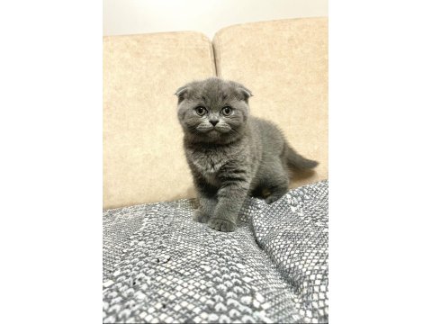 Ayı Surat Top Kafa Bebek Kediler