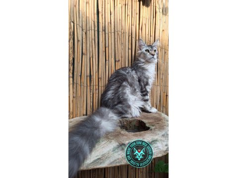 Maine Coon Türk - Mco Cattery