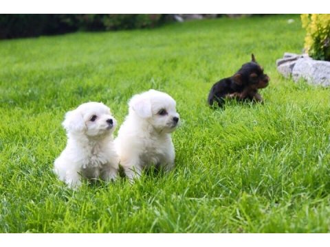 T-Cup Maltese Terrier Yavrularımız