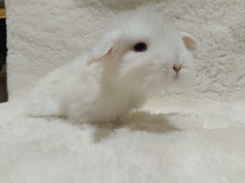 Yavru Hollanda Lop Ve Cüce Tavşanları